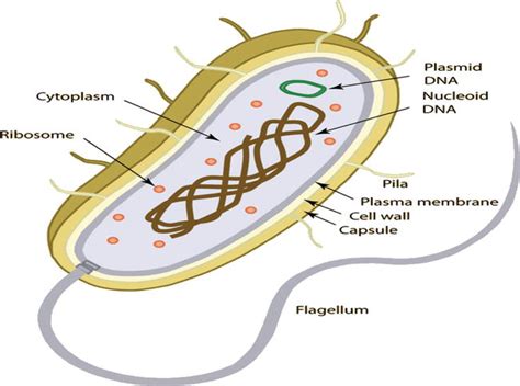 escherichia coli characteristics.
